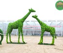 秀英吉祥物绿雕，2022春节植物雕塑，春节绿雕