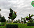 揭東開封五色草造型，2022春節植物雕塑，綠雕圖片