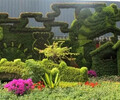 盤縣廣場綠雕，虎年五色草造型，立體花壇