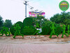 利州五色草造型绿雕图片大全，植物雕塑图