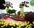 大豐開封五色草造型，2022年綠雕，雕塑大花籃制作