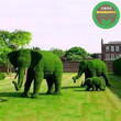 揭东动物绿雕制作方法图片