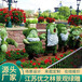 绥阳喜迎二十达绿雕指导价格植物雕塑创意