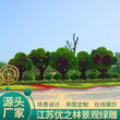 平乡绿雕仿真植物工艺品方案设计2022已更新(热点)图片