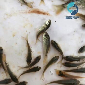 廣東梅州鯉魚苗出售廣東湛江紅鯉魚苗批發