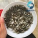 广东梅州淡水鲈鱼苗批发广东河源加州鲈鱼苗出售
