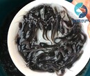 青海西寧塘鲺魚苗批發價格胡子鯰魚苗
