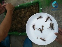 澳洲淡水龍蝦苗批發澳龍苗出售澳洲龍蝦苗養殖場圖片1