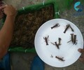 澳洲淡水龍蝦苗批發澳龍苗出售澳洲龍蝦苗養殖場