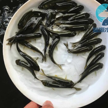 廣東佛山螺絲青魚苗批發(fā)廣東清遠黑鯇魚苗黑草魚出售