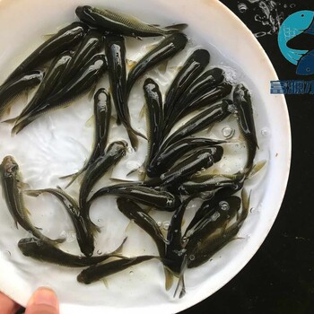 廣東佛山螺絲青魚苗批發(fā)廣東清遠黑鯇魚苗黑草魚出售