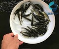 廣西河池螺絲青魚苗批發廣西梧州黑鯇魚苗黑草魚出售