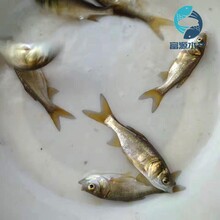 廣西桂林扁魚苗出售廣西欽州白鰱魚苗批發圖片