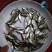 山东济宁三角鲂鱼苗批发上海沙边鱼苗出售