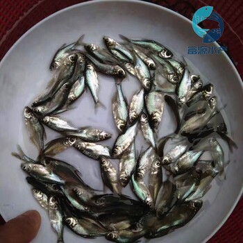 江蘇無錫三角魴魚苗批發(fā)江蘇連云港沙邊魚苗出售
