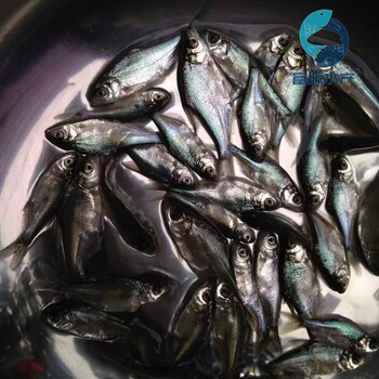 江蘇無錫三角魴魚苗批發(fā)江蘇連云港沙邊魚苗出售