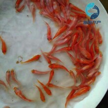 江蘇泰州興國紅鯉魚苗批發江蘇南京紅鯉魚苗出售圖片