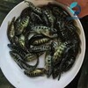 廣東陽江珍珠花斑魚苗批發廣東惠州淡水石斑魚苗出售