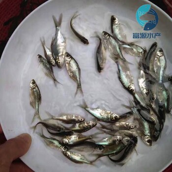 江蘇無錫三角魴魚苗批發(fā)江蘇連云港沙邊魚苗出售