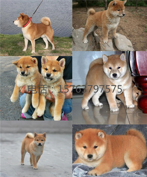 黃岡武穴柴犬價格狗場電話
