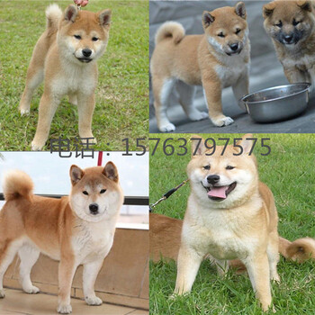黃岡武穴柴犬價格狗場電話