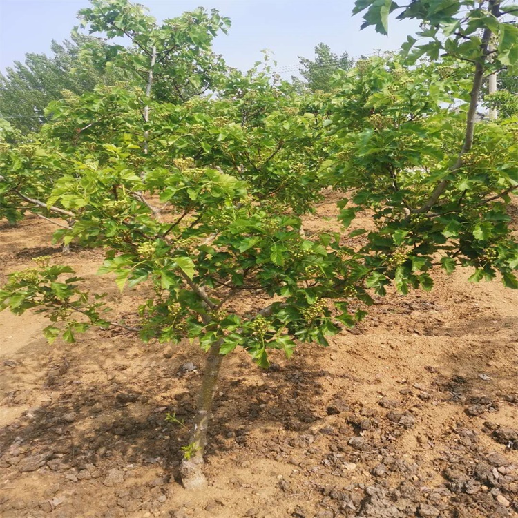 朔州值得推廣的山楂苗品種2022山楂苗基地直