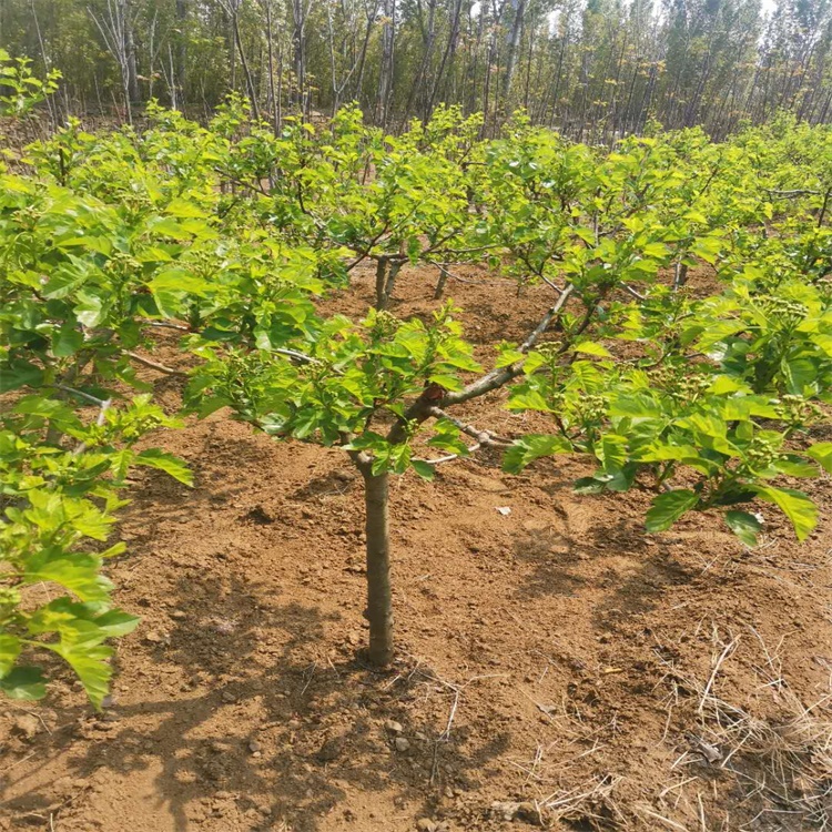 景德镇鲜食山楂品种山楂苗适合种植地区