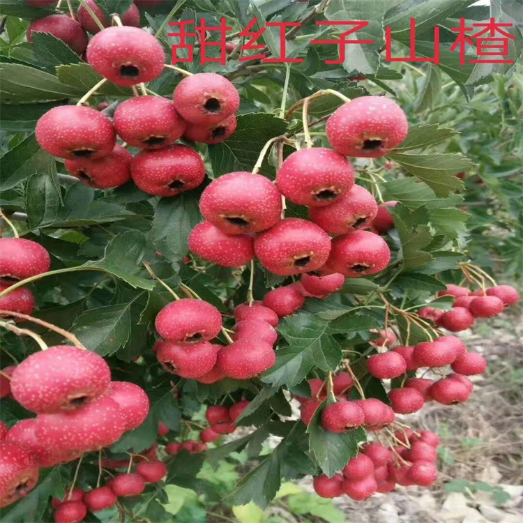 德陽鮮食山楂品種山楂苗種植時間