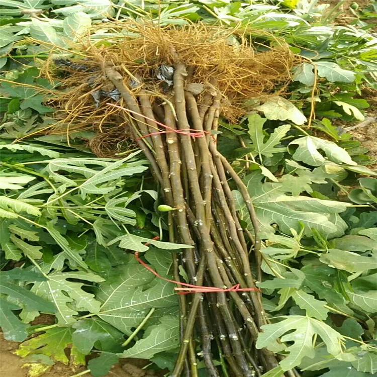 慶陽6公分無花果樹無花果苗品種選擇