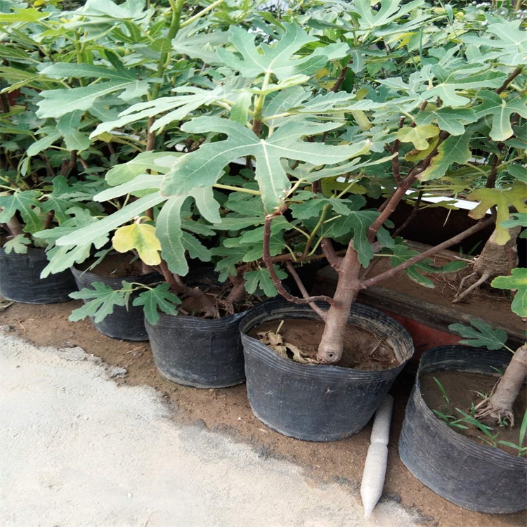 廈門6公分無花果樹無花果苗種植成活率