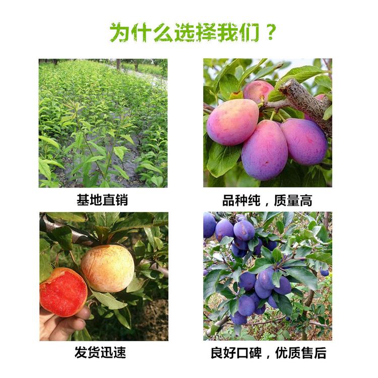陽東區(qū)西梅皇后簡介一年李子苗