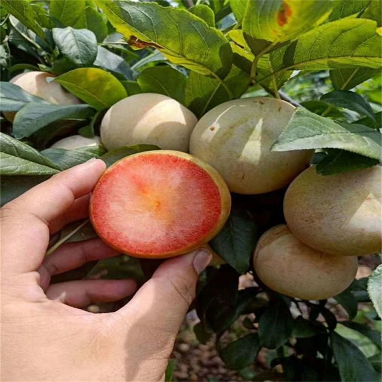 平山味帝李子苗李子苗木培育中心	