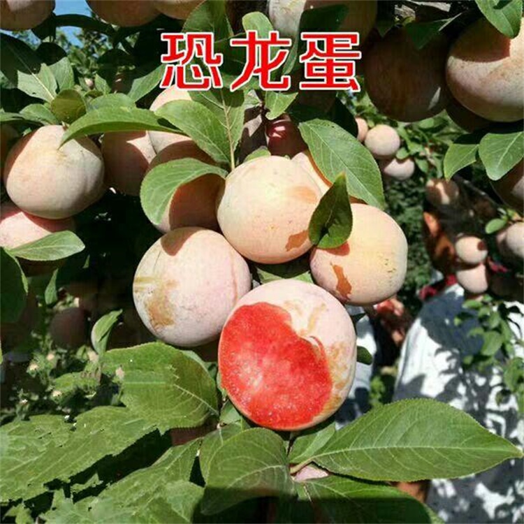 汝阳红喜梅树苗恐龙蛋李子种植区域