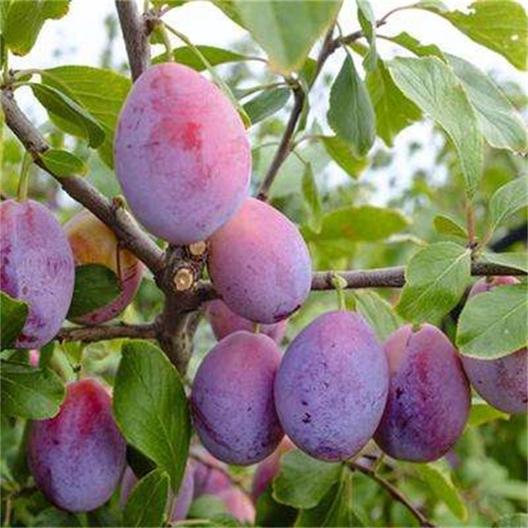 橋東區(qū)脆紅李子苗簡(jiǎn)介李子苗品種介紹