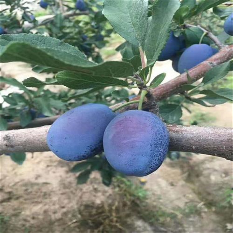 宜賓脆紅李子苗簡介李子苗種植技術(shù)與管理	