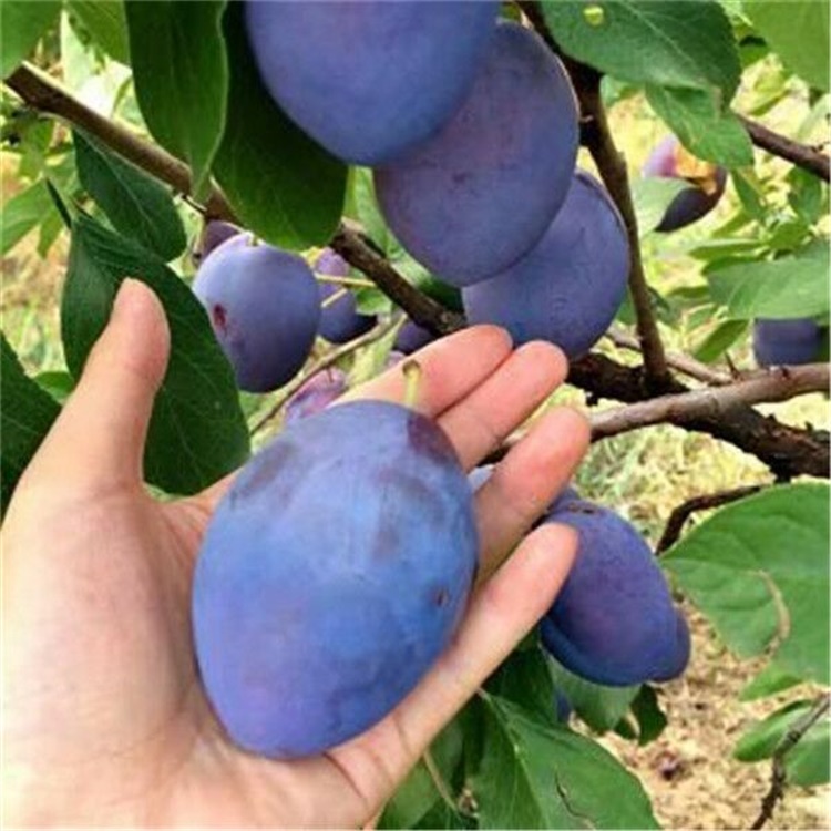 丁青味馨李子苗恐龍蛋李子苗基地批發(fā)