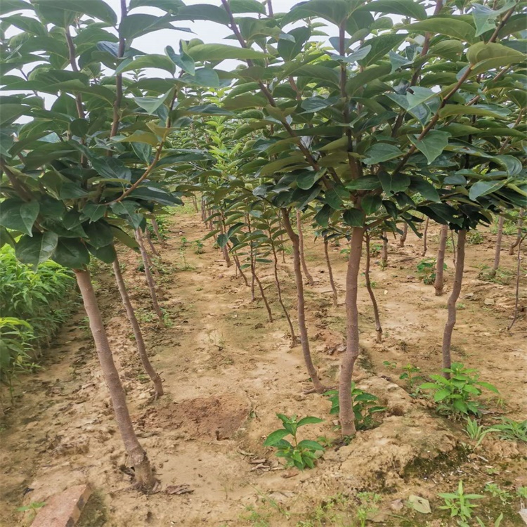 长洲区25公分柿子树柿子苗结果时间