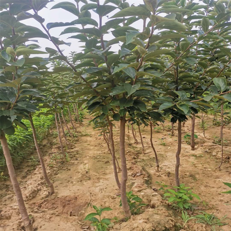 沙嘴街道7公分富有柿子苗別墅種植柿子樹