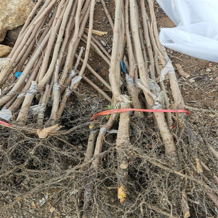 芙蓉區(qū)25公分柿子樹別墅種植柿子樹