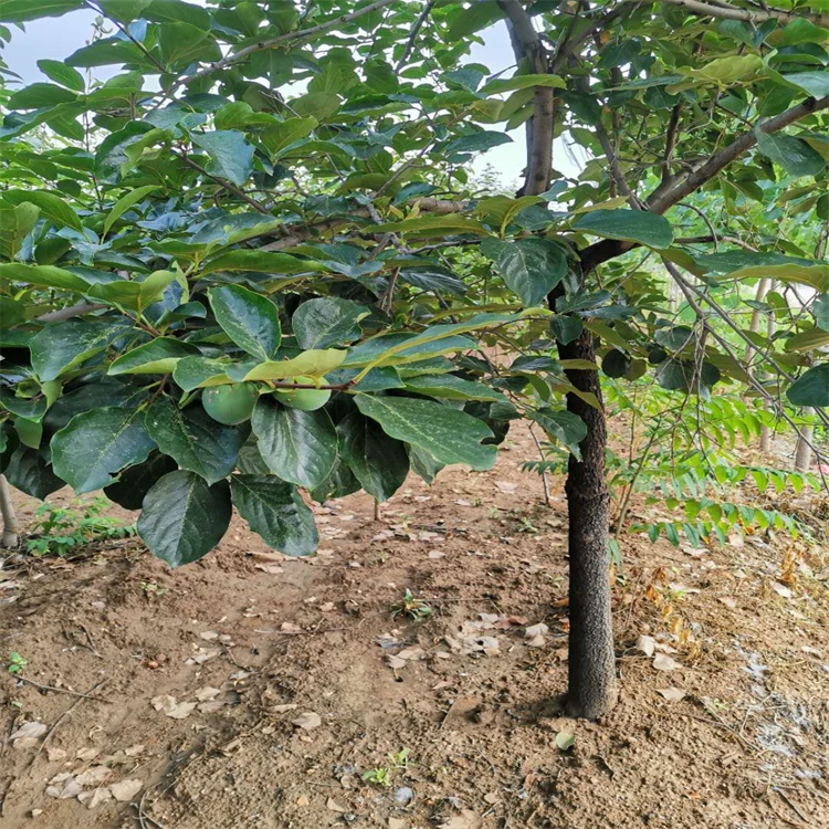 金川區(qū)7公分富有柿子苗適合北方種植的柿子苗