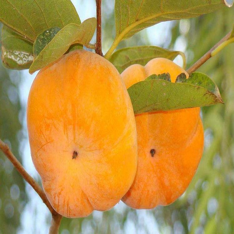 吳堡7公分陽(yáng)豐甜柿樹(shù)苗適合北方種植的柿子苗