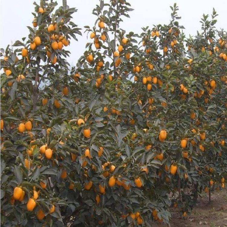 黃島區(qū)7公分無(wú)核柿子苗適合南方種植的柿子苗