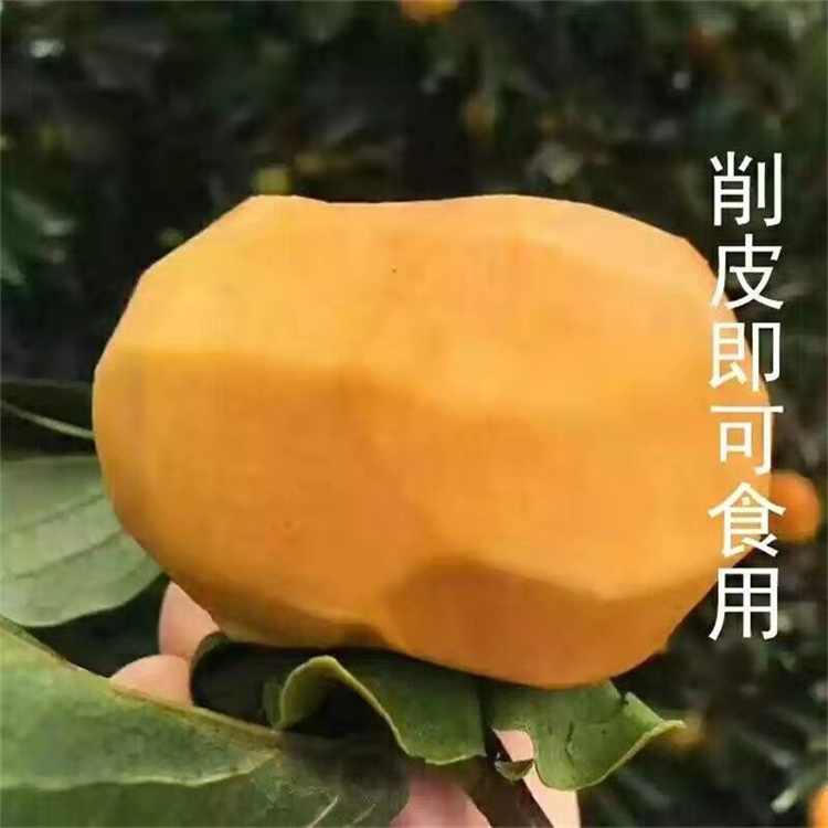 稷山7公分無核柿子苗柿子苗基地