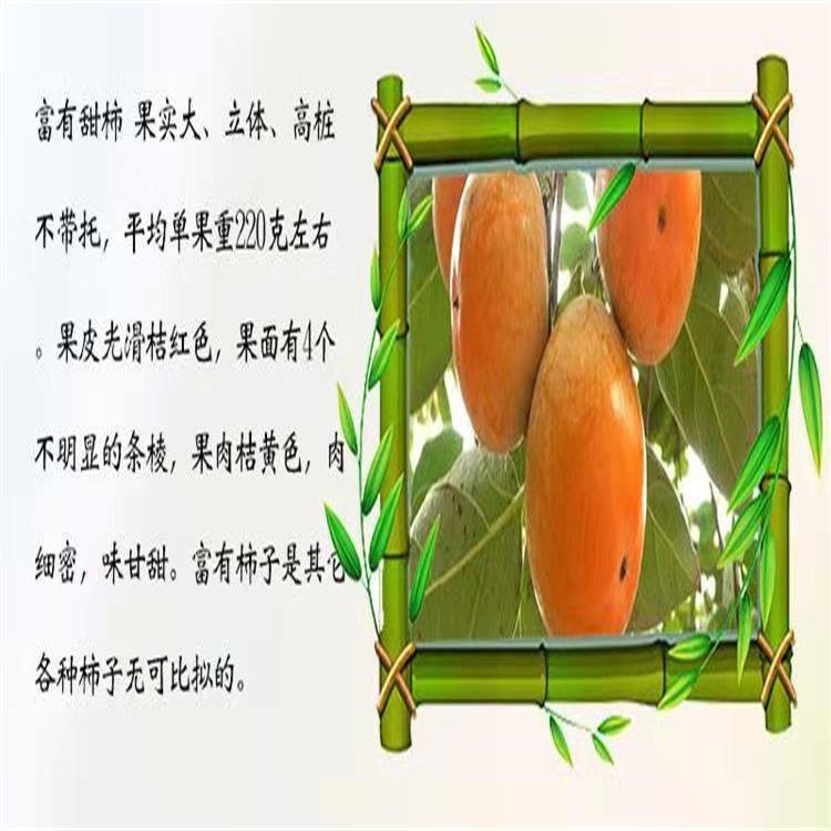金川區(qū)7公分富有柿子苗適合北方種植的柿子苗