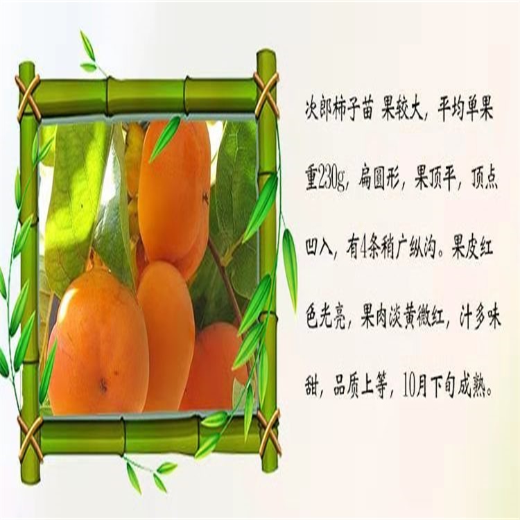 平輿7公分黑柿子苗柿子樹(shù)移栽時(shí)間