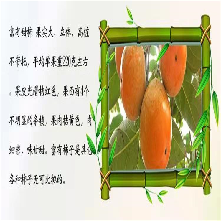 邵武市7公分磨盤柿子苗柿子樹的品種