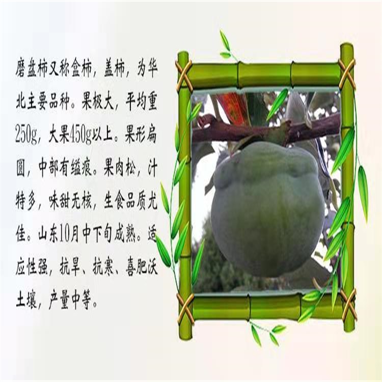 稷山7公分無核柿子苗柿子苗基地