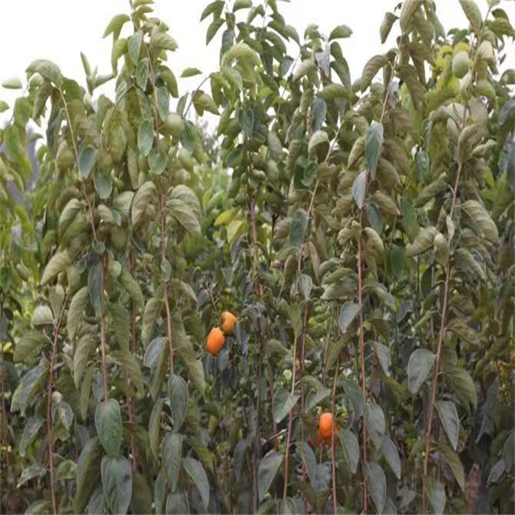 木里藏族自治7公分富有柿子苗柿子树耐寒多少
