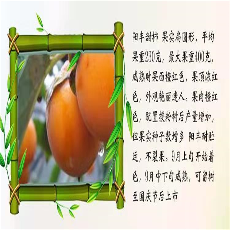稷山7公分無核柿子苗柿子苗基地