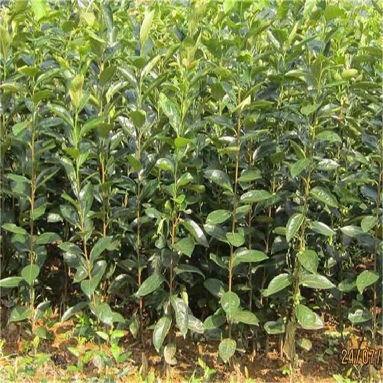 岐山7公分黑柿子苗適合南方種植的柿子苗